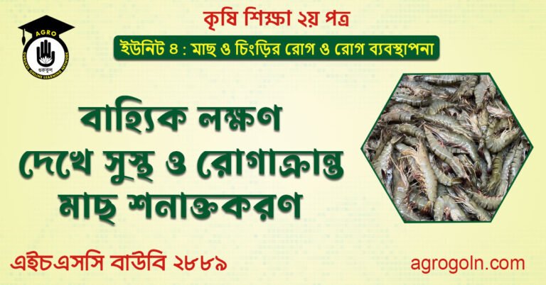 ব্যবহারিক : বাহ্যিক লক্ষণ দেখে সুস্থ রোগাক্রান্ত মাছ শনাক্তকরুন