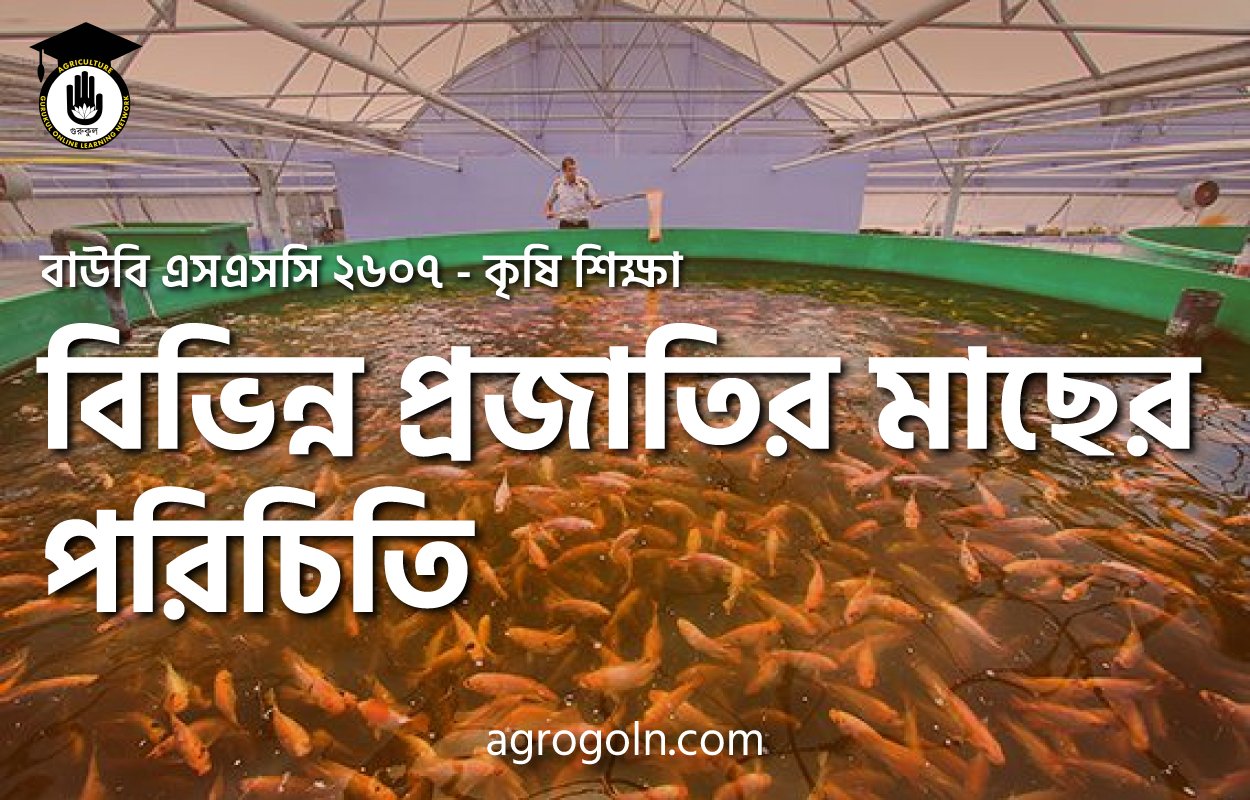 বিভিন্ন প্রজাতির মাছের পরিচিতি