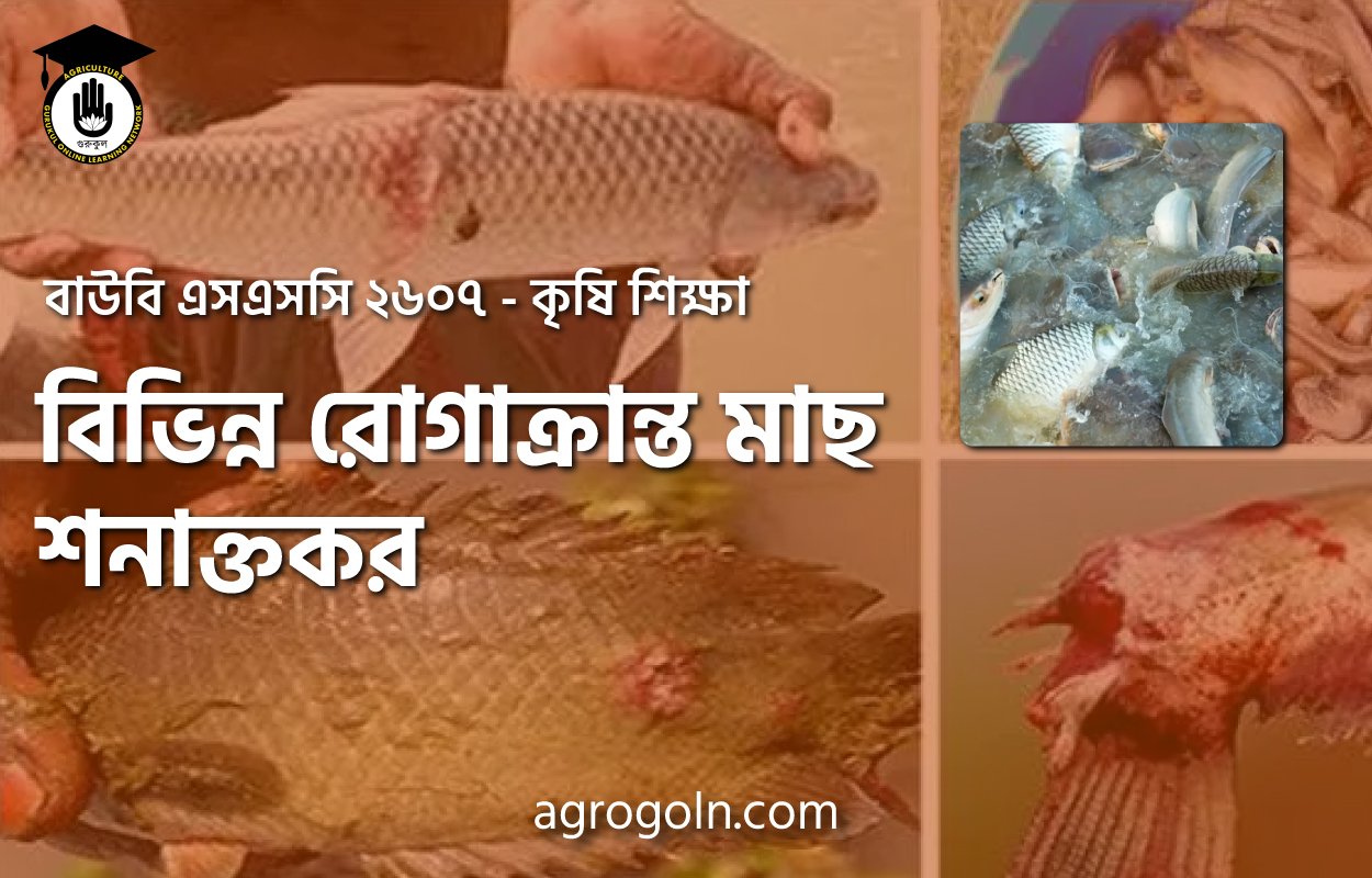 বিভিন্ন রোগাক্রান্ত মাছ শনাক্তকর