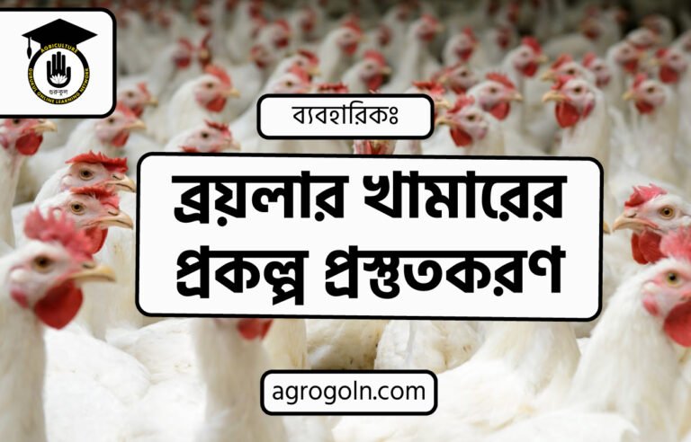ব্রয়লার খামারের প্রকল্প প্রস্তুতকরণ