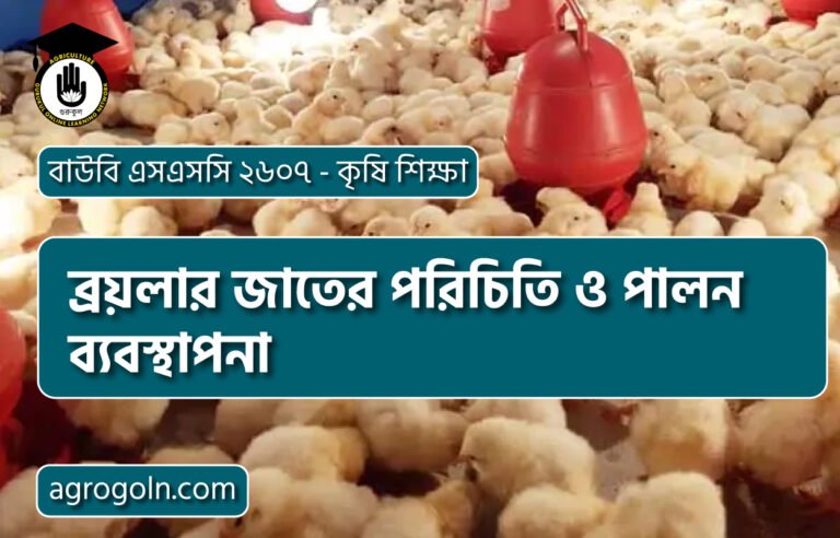 ব্রয়লার জাতের পরিচিতি ও পালন ব্যবস্থাপনা