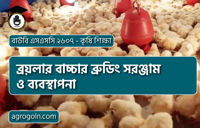 ব্রয়লার বাচ্চার ব্রুডিং সরঞ্জাম ও ব্যবস্থাপনা