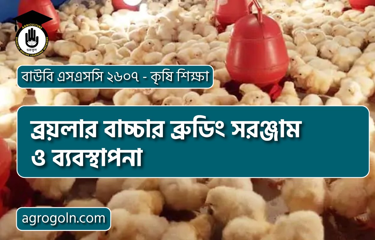 ব্রয়লার বাচ্চার ব্রুডিং সরঞ্জাম ও ব্যবস্থাপনা