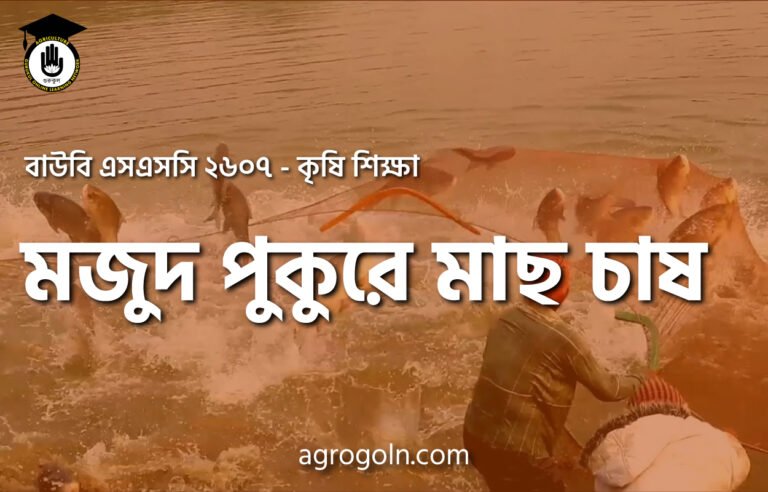 মজুদ পুকুরে মাছ চাষ