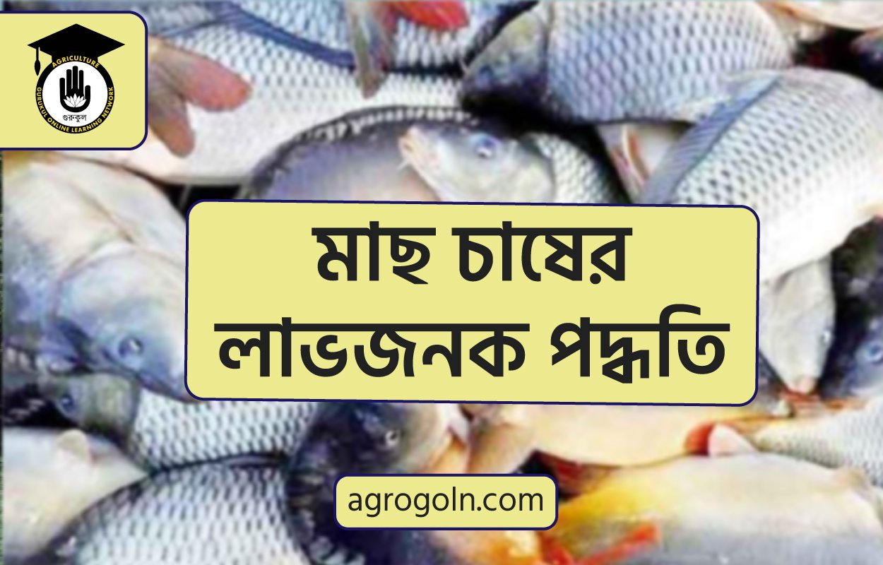 মাছ চাষের লাভজনক পদ্ধতি