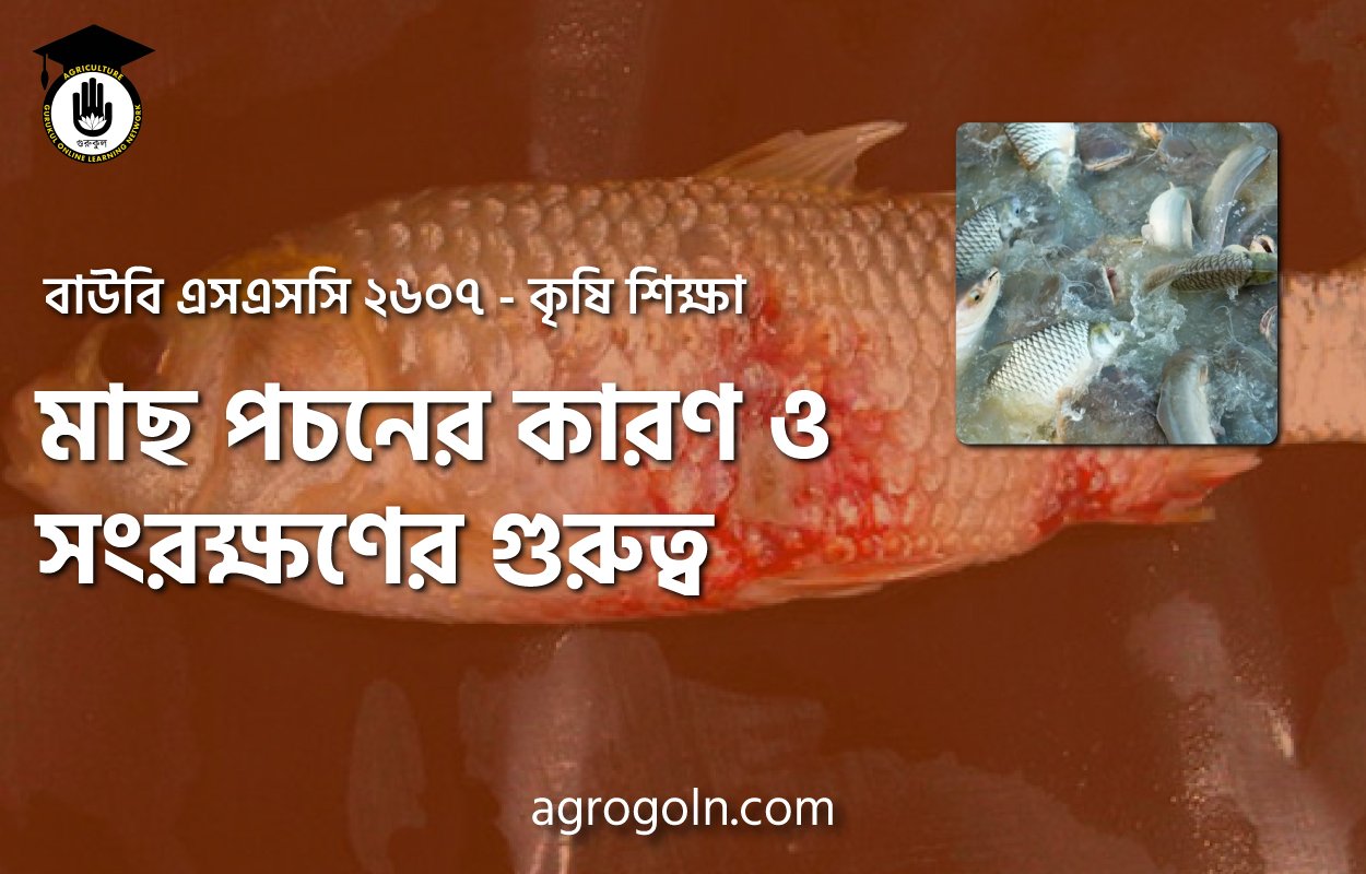 মাছ পচনের কারণ ও সংরক্ষণের গুরুত্ব