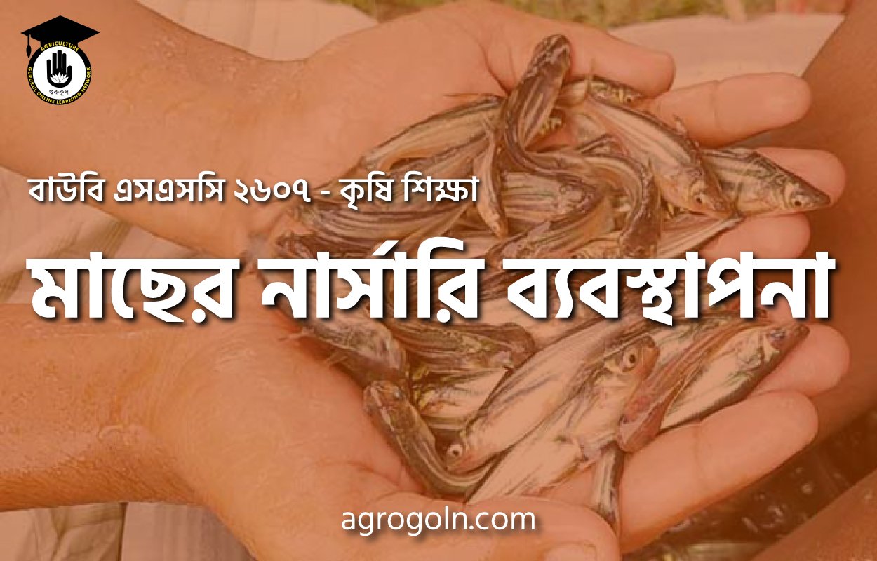 মাছের নার্সারি ব্যবস্থাপনা