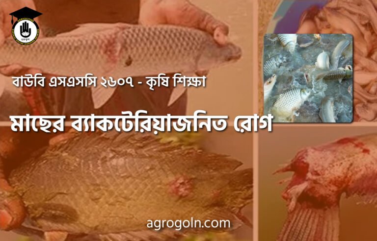 মাছের ব্যাকটেরিয়াজনিত রোগ