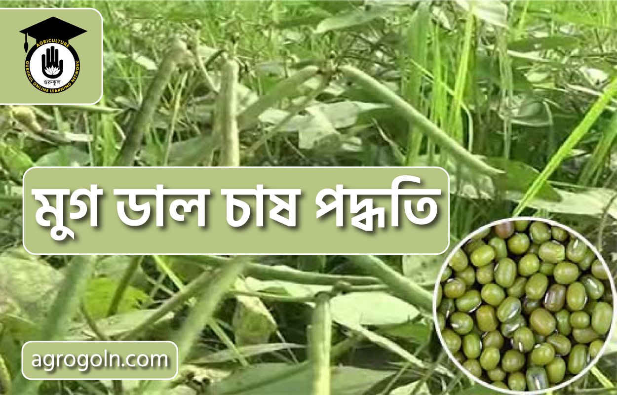 মুগ ডাল চাষ পদ্ধতি