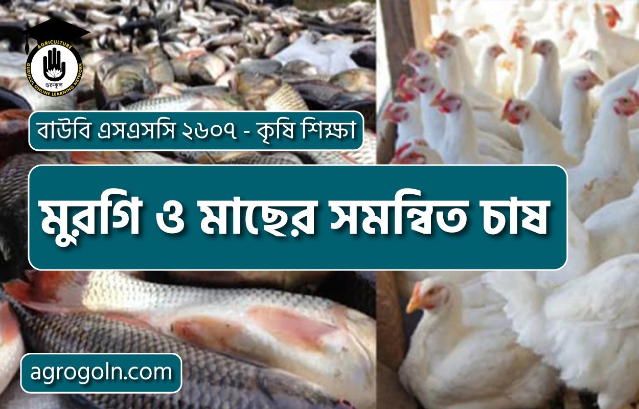 মুরগি ও মাছের সমন্বিত চাষ