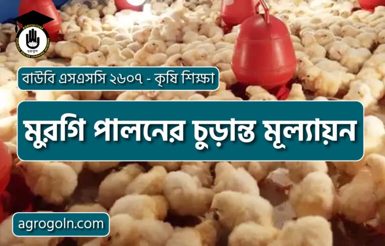 মুরগি পালনের চুড়ান্ত মূল্যায়ন