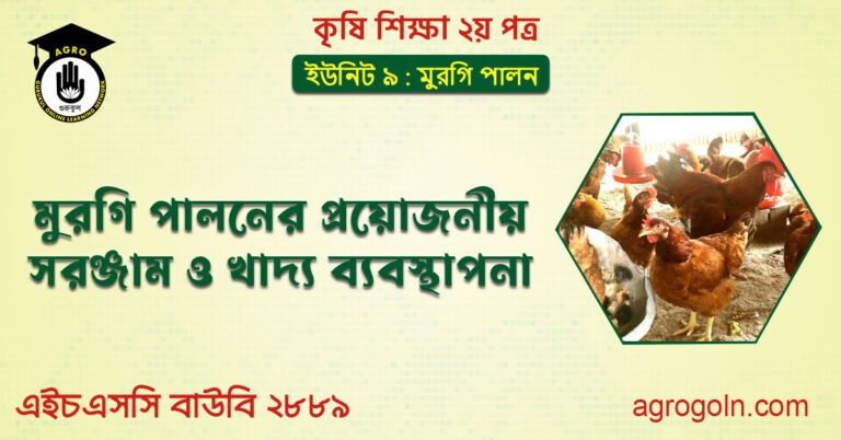 মুরগি পালনের প্রয়োজনীয় সরঞ্জাম ও খাদ্য ব্যবস্থাপনা