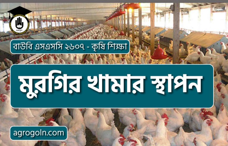 মুরগির খামার স্থাপন