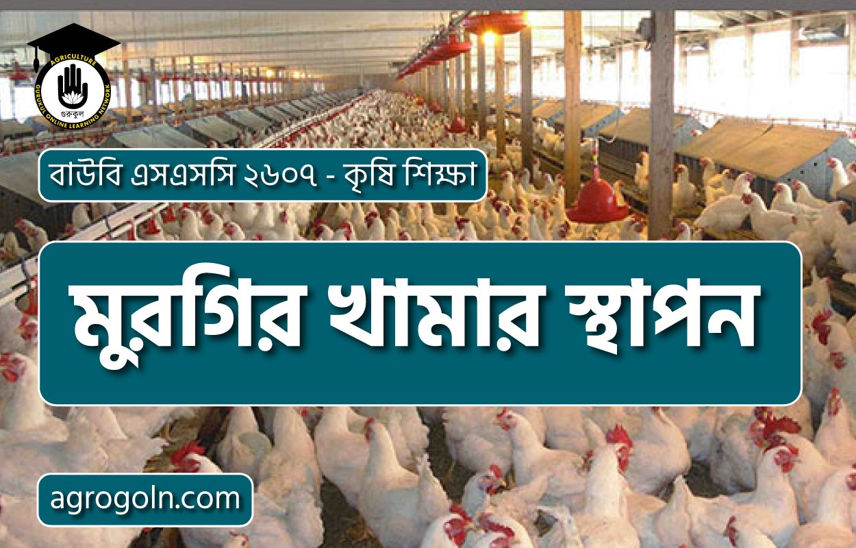 মুরগির খামার স্থাপন