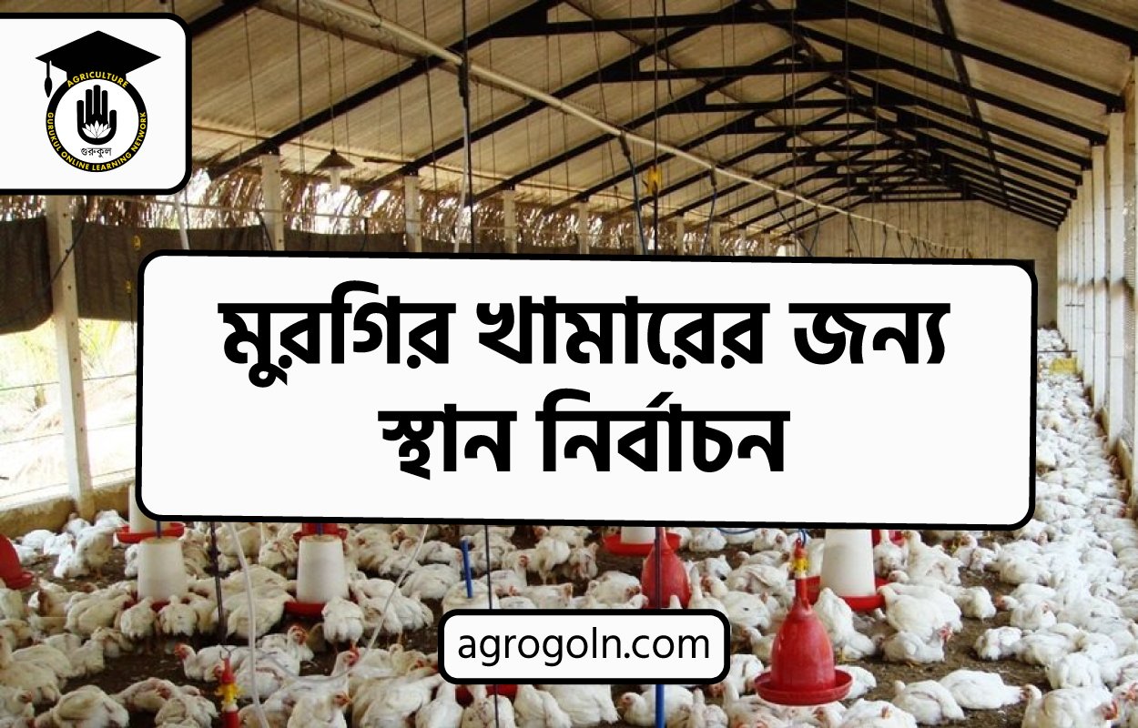 মুরগির খামারের জন্য স্থান নির্বাচন