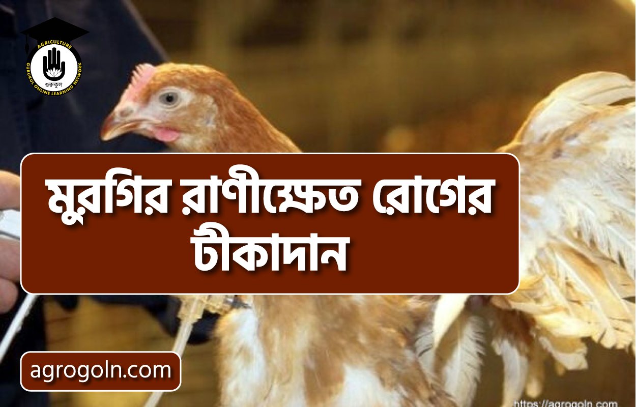 মুরগির রাণীক্ষেত রোগের টীকাদান