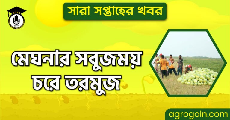 মেঘনার সবুজময় চরে তরমুজ