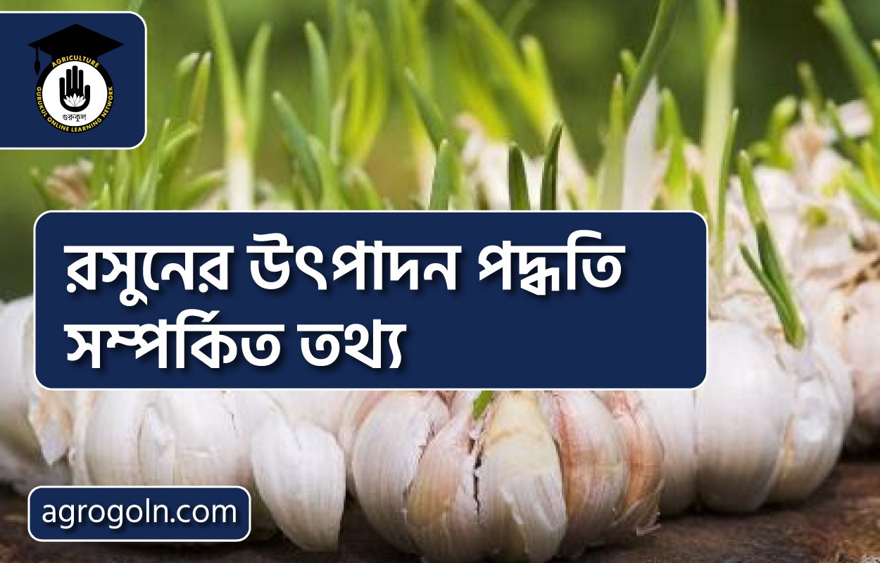 রসুনের উৎপাদন পদ্ধতি সম্পর্কিত তথ্য