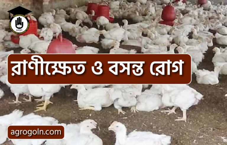 রাণীক্ষেত ও বসন্ত রোগ