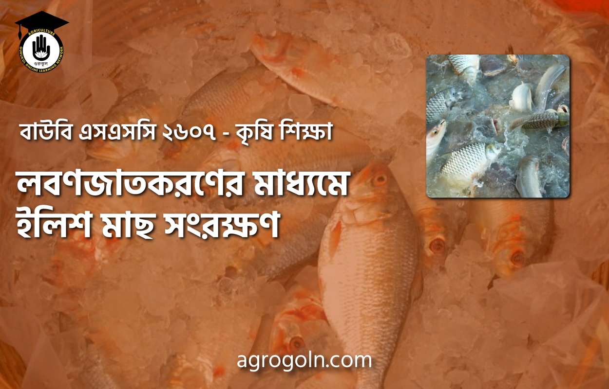 লবণজাতকরণের মাধ্যমে ইলিশ মাছ সংরক্ষণ