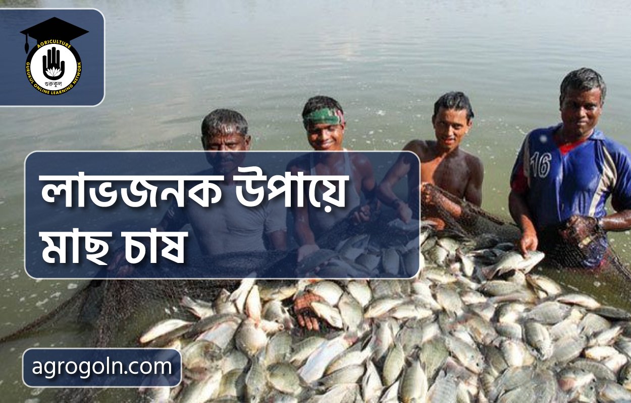 লাভজনক উপায়ে মাছ চাষ