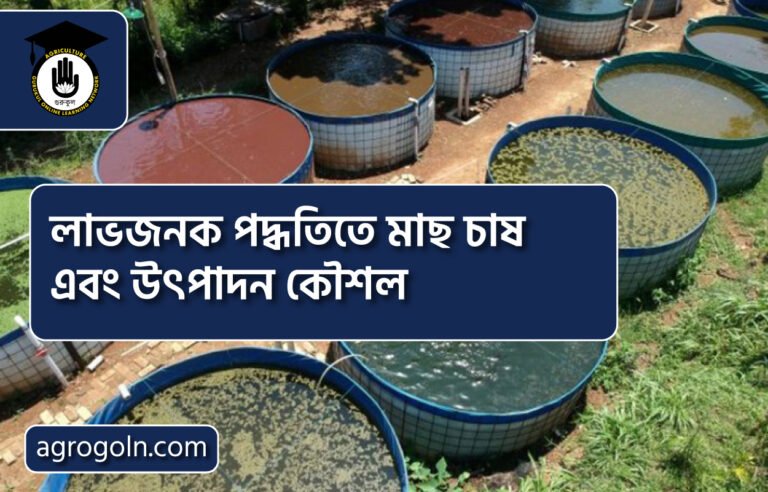 লাভজনক পদ্ধতিতে মাছ চাষ এবং উৎপাদন কৌশল