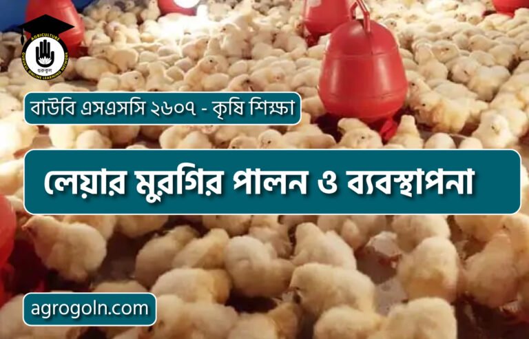 লেয়ার মুরগির পালন ও ব্যবস্থাপনা