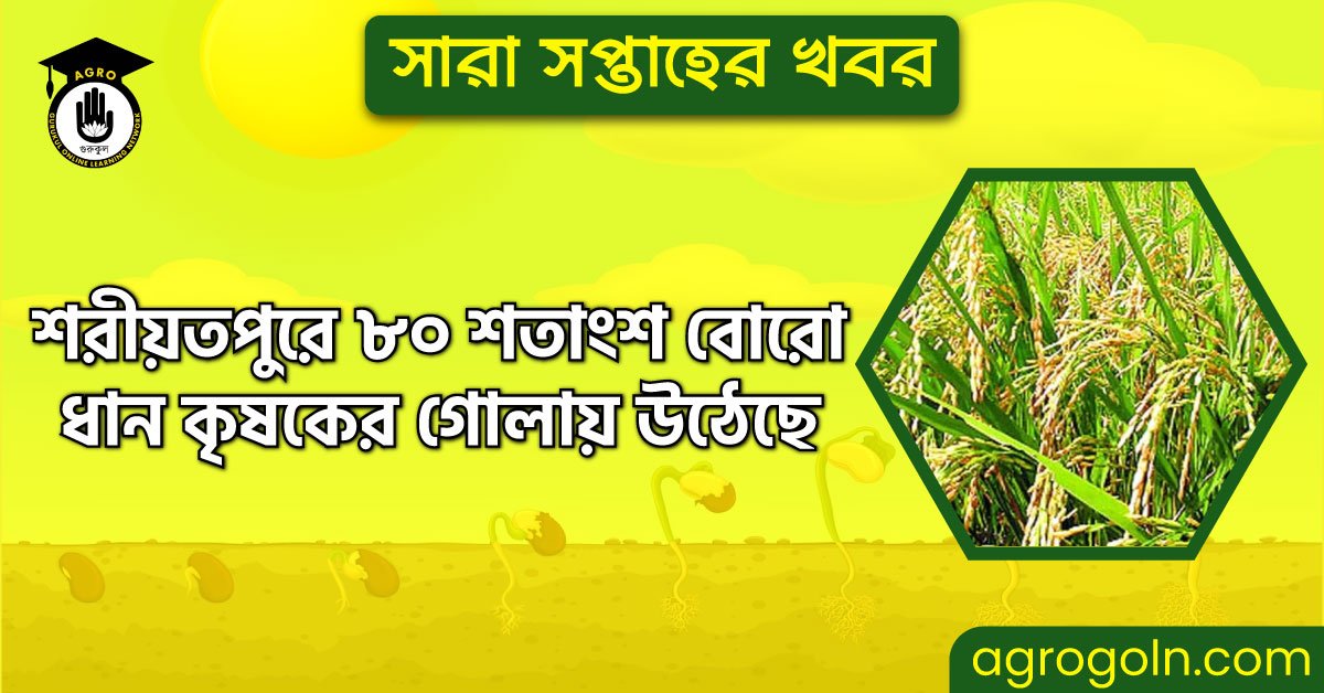 শরীয়তপুরে ৮০ শতাংশ বোরো ধান কৃষকের গোলায় উঠেছে