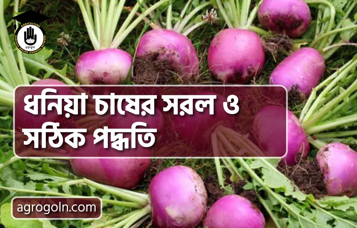 শালগম চাষের সহজ ও সঠিক পদ্ধতি