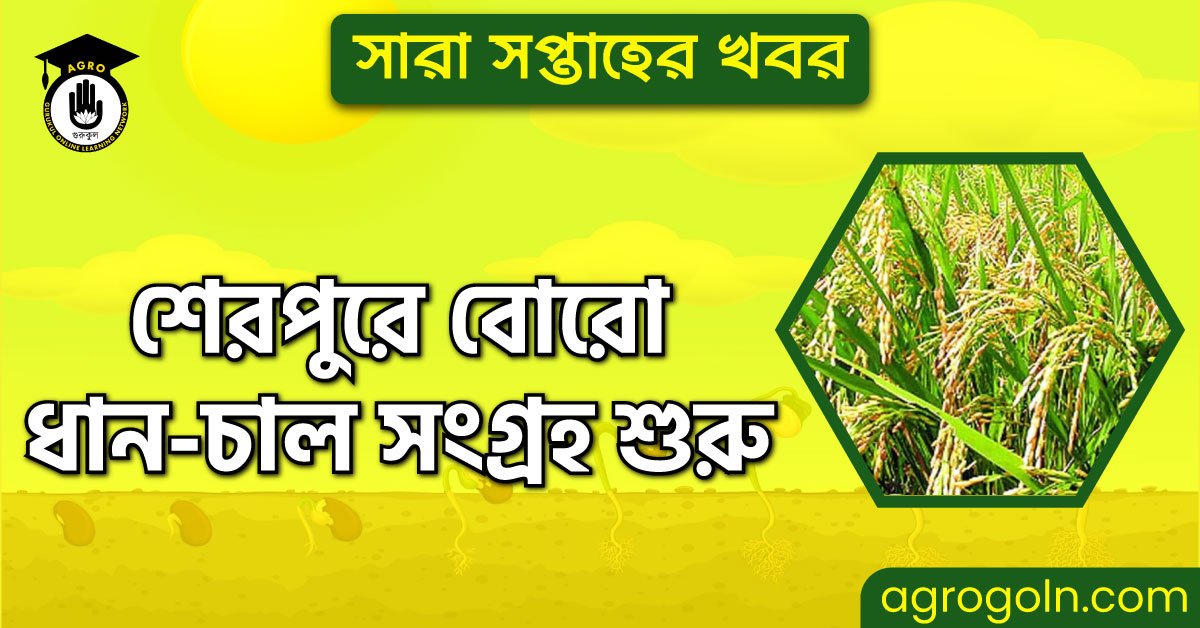 শেরপুরে বোরো ধান-চাল সংগ্রহ শুরু