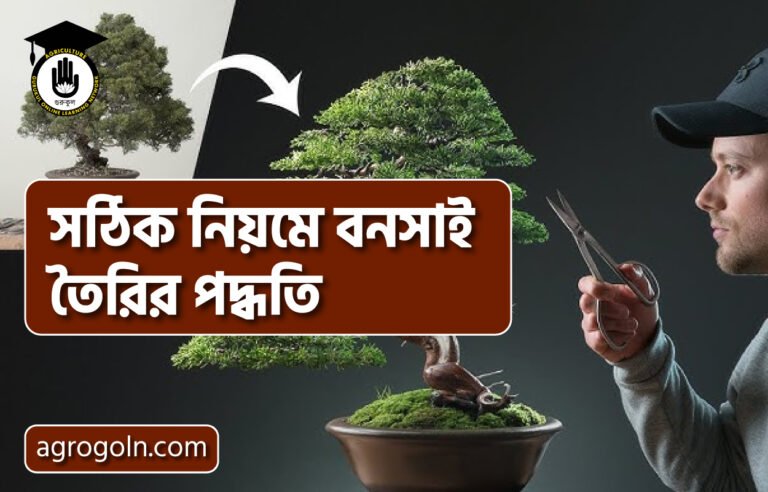 সঠিক নিয়মে বনসাই তৈরির পদ্ধতি