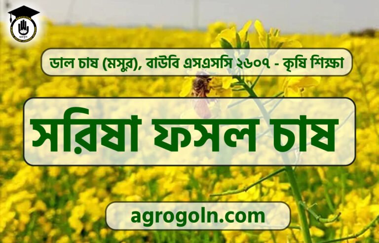 সরিষা ফসল চাষ