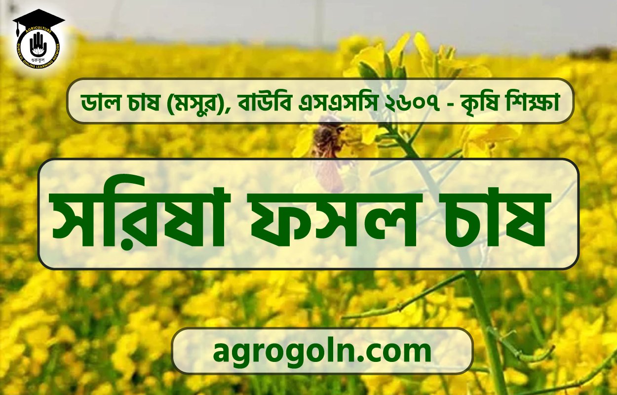 সরিষা ফসল চাষ