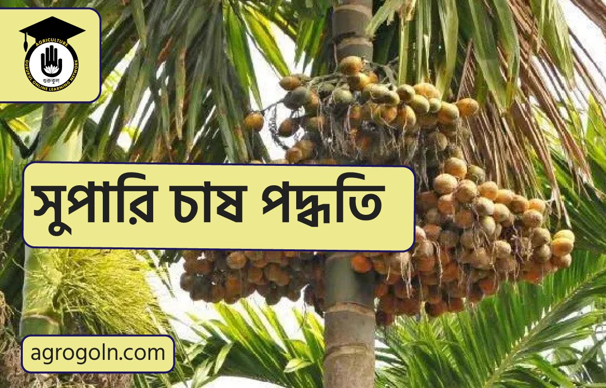 সুপারি চাষ পদ্ধতি