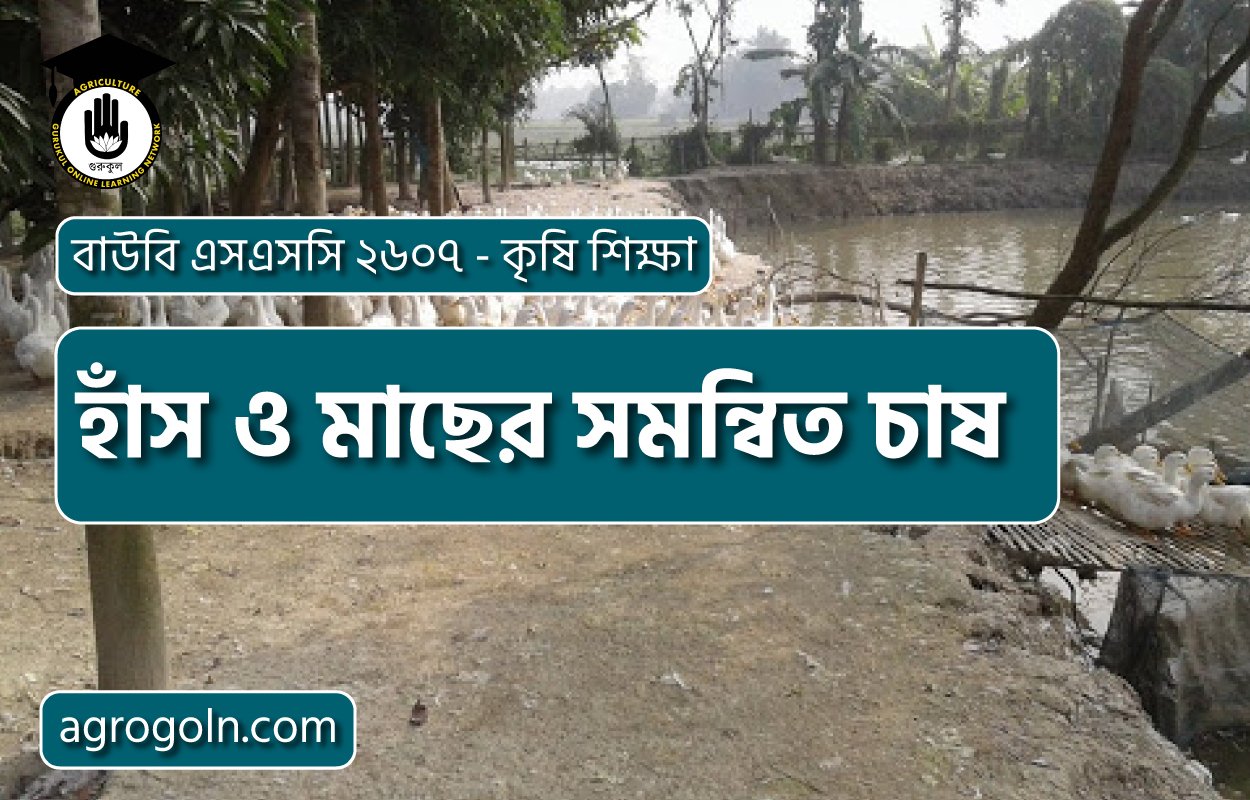 হাঁস ও মাছের সমন্বিত চাষ