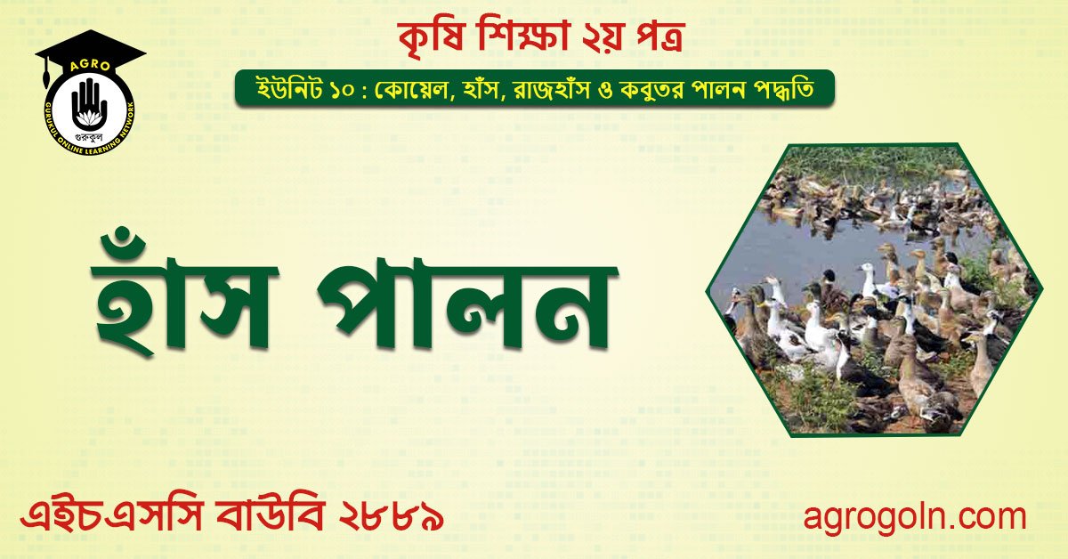 হাঁস পালন