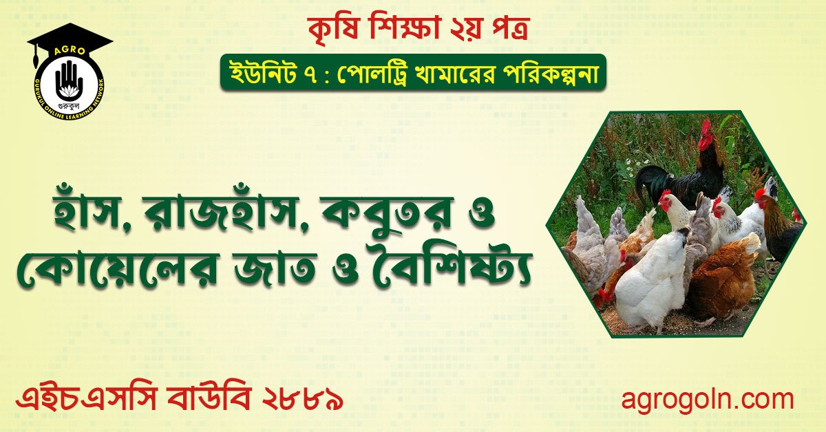 হাঁস, রাজহাঁস, কবুতর ও কোয়েলের জাত ও বৈশিষ্ট্য