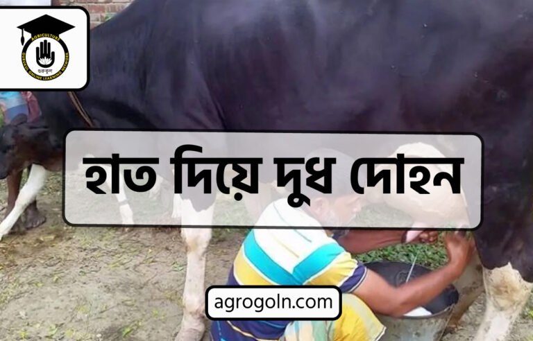 ব্যবহারিকঃ হাত দিয়ে দুধ দোহন