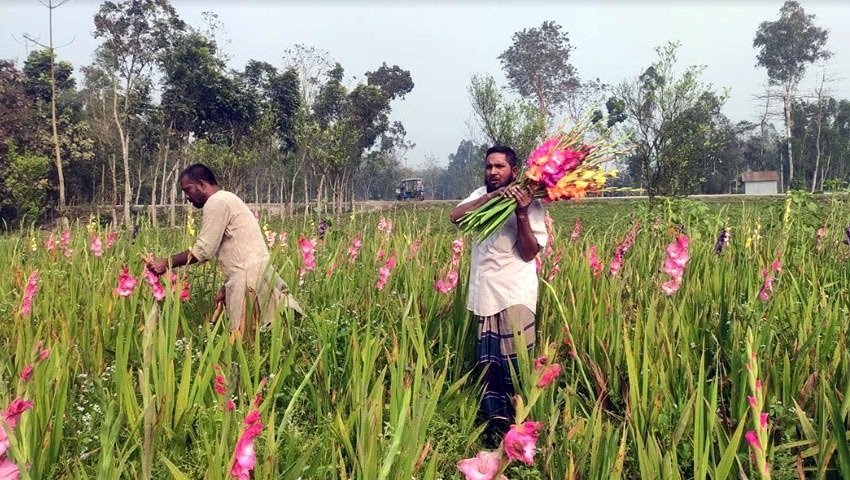 গ্লাডিওলাস ফুল চাষ পদ্ধতি 1 বাংলাদেশের কৃষি উদ্যোগ ও উদ্যোক্তা: সম্ভাবনা, চ্যালেঞ্জ ও অগ্রযাত্রা