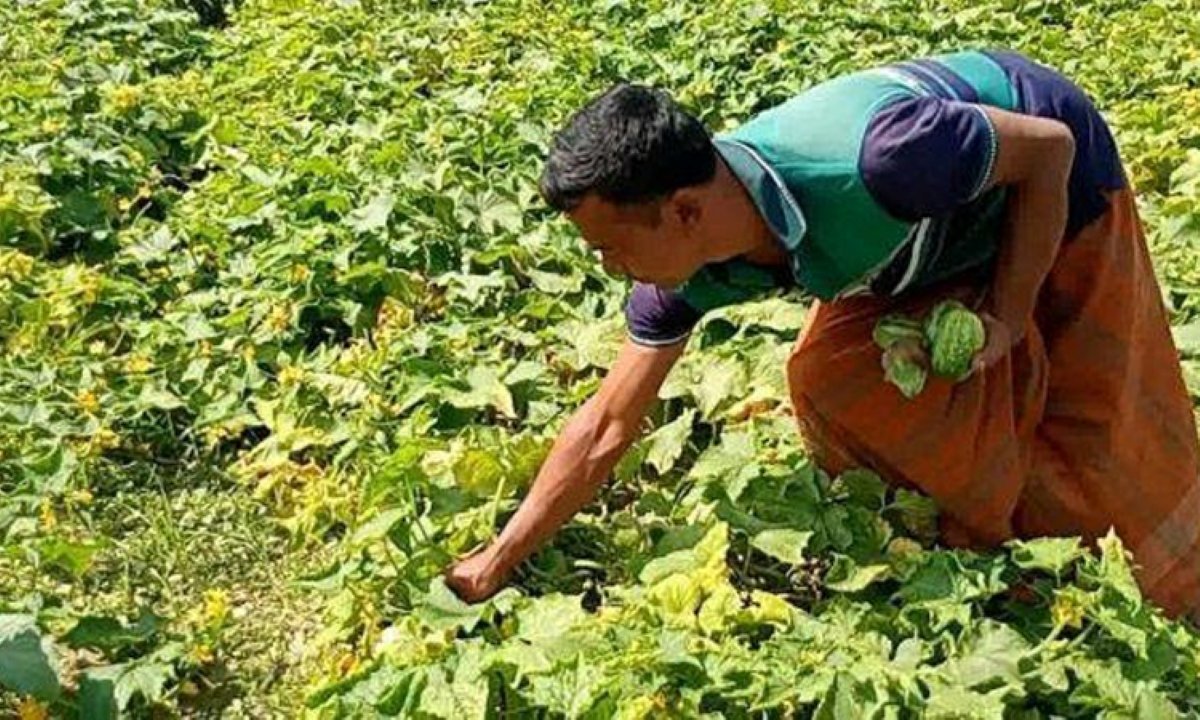 দিনাজপুর জেলার ফুলবাড়ী উপজেলার খিরা চাষিরা অধিক ফলনের পর ক্ষেত পরিচর্যায় ব্যস্ত