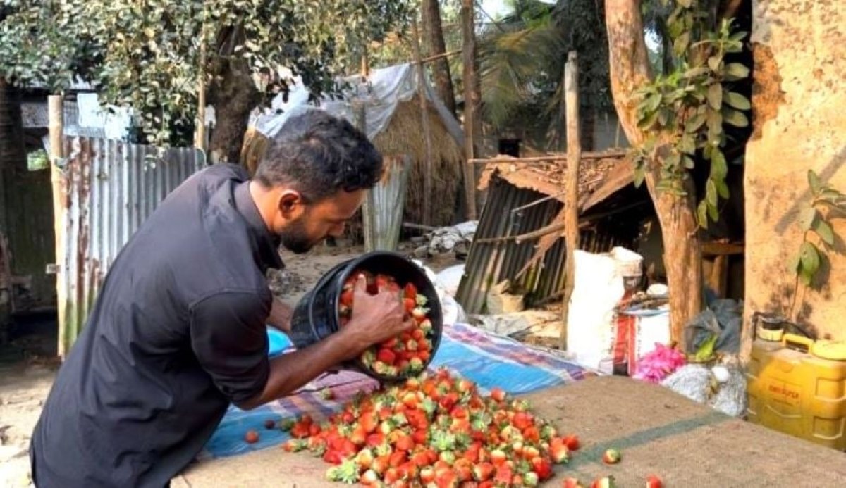 শ্রীপুরে স্ট্রবেরি চাষ করে স্বাবলম্বী শিক্ষার্থী খসরু