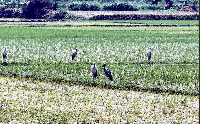 কুষ্টিয়াসহ তিন জেলার কৃষি ও জীববৈচিত্র্য