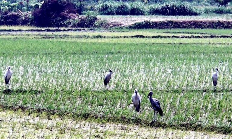 কুষ্টিয়াসহ দুই জেলার ধানচাষীদের আশা জাগাচ্ছে জিকে সেচ প্রকল্প