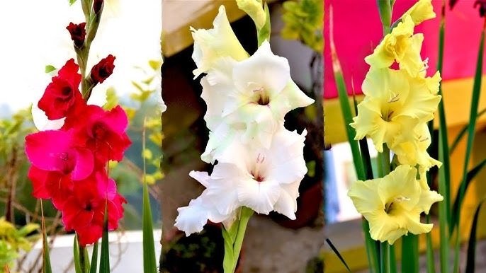 গ্লাডিওলাস ফুল চাষের পদ্ধতি 3 গ্লাডিওলাস ফুল চাষ পদ্ধতি