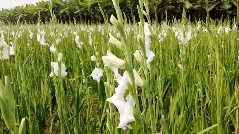 গ্লাডিওলাস ফুল চাষের পদ্ধতি 5 গ্লাডিওলাস ফুল চাষ পদ্ধতি