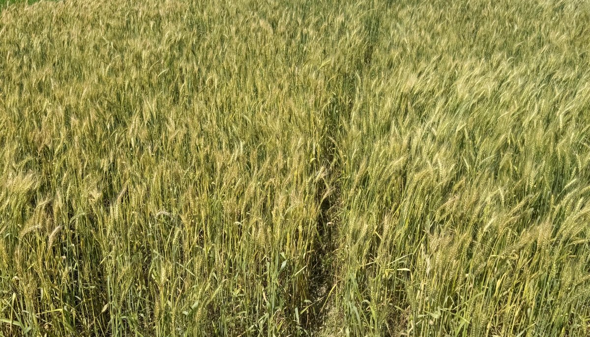 নওগাঁয় এবার গমের আবাদে ফিরছেন কৃষকরা