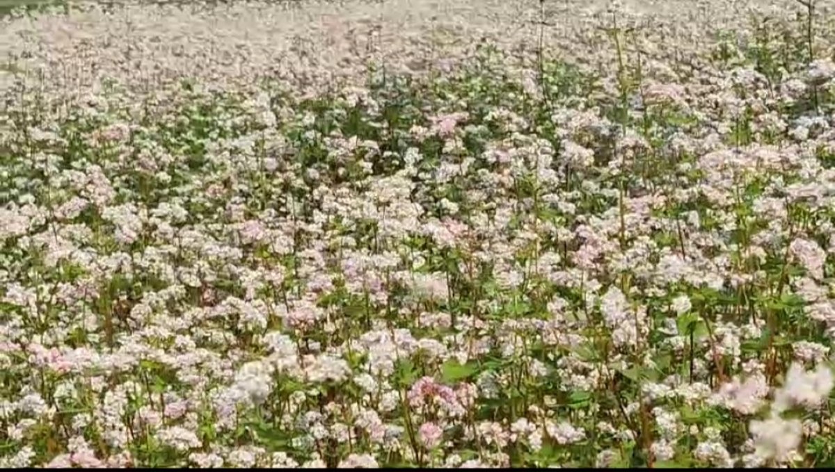 নাটোরে পদ্মার চরে ঢেমসি চাষের সফল অভিষেক