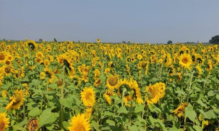 নাটোরের লালপুরে পদ্মার চরে চাষ হচ্ছে হলুদ সূর্যমুখীসহ বাহারী শস্য