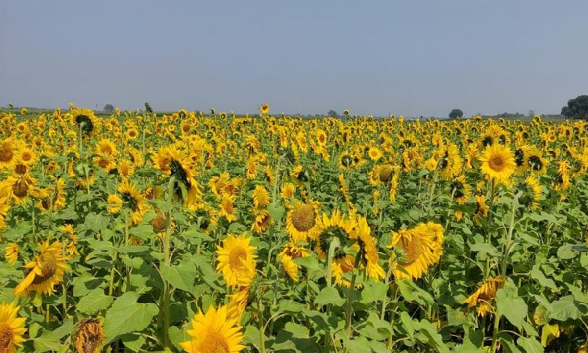 নাটোরের লালপুরে পদ্মার চরে চাষ হচ্ছে হলুদ সূর্যমুখীসহ বাহারী শস্য