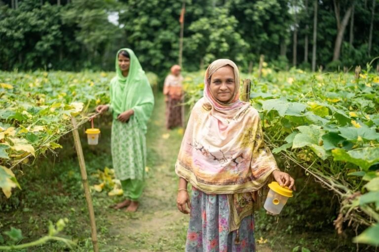 ফলের মাছি পোকা দমনে নতুন প্রযুক্তি উদ্ভাবন করলেন বাকৃবি গবেষক
